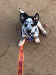Sherman the Cattledog at Yarraman Territory